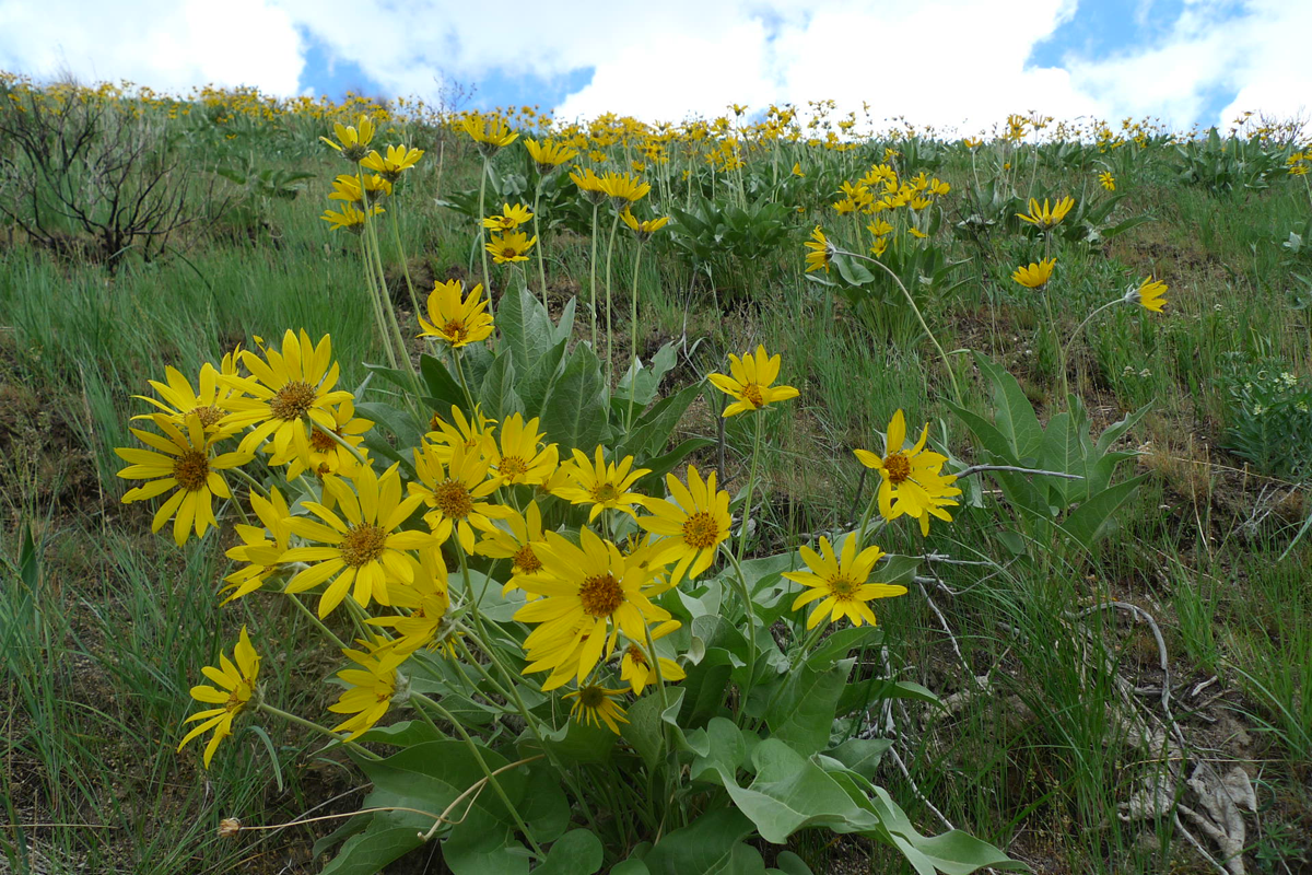 Arrowleaf balsamroot