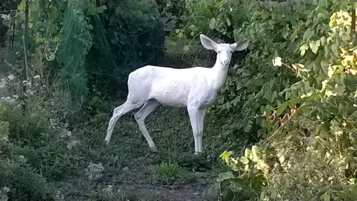 Albino Mule Deer