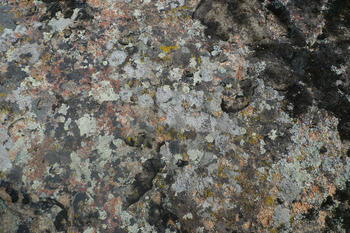 Lichen