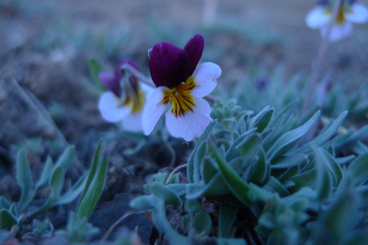 Viola beckwithii